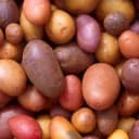 Patates