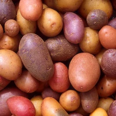 Patates
