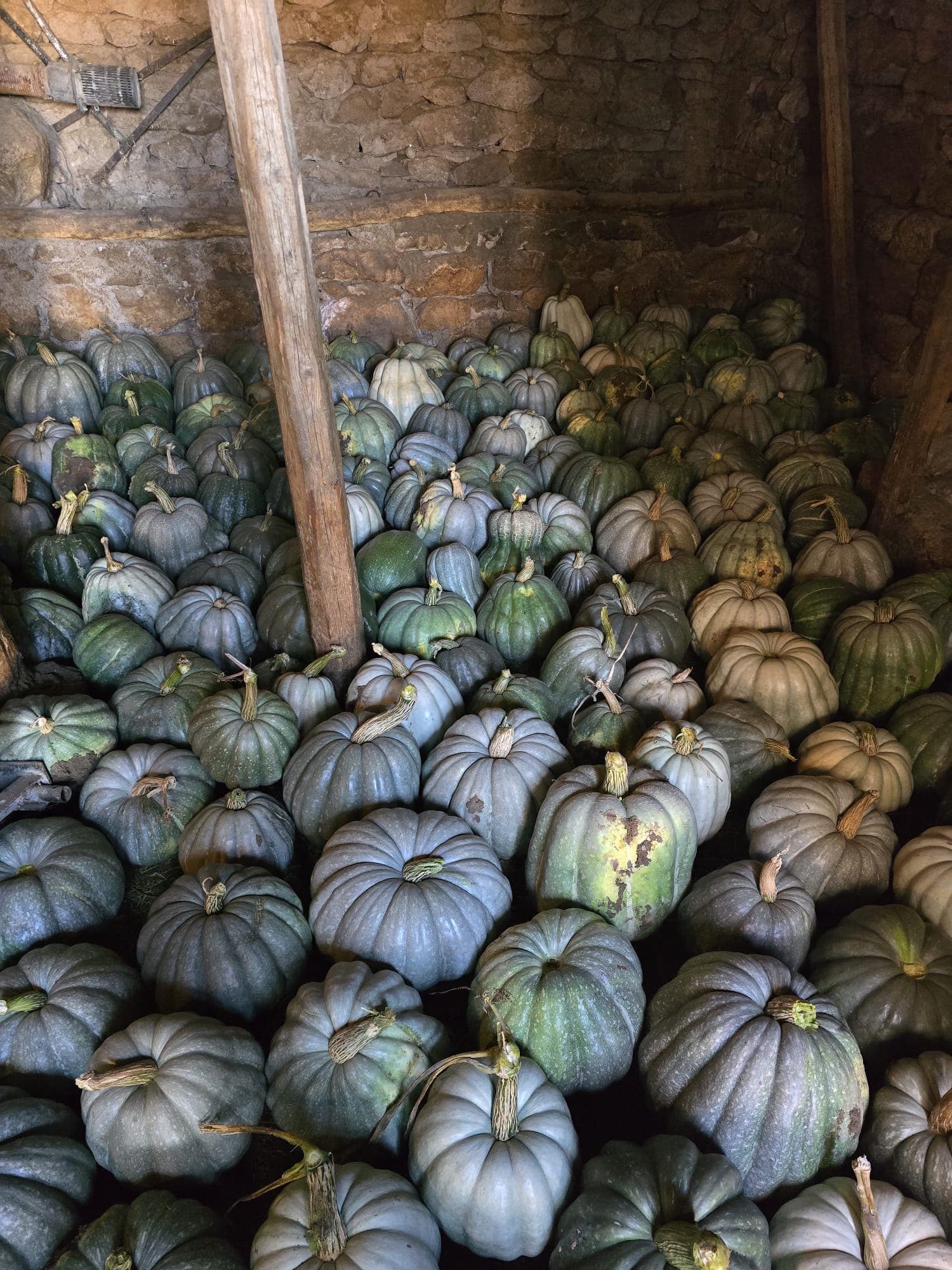 Satılık 3 Ton Kabak - Niğde